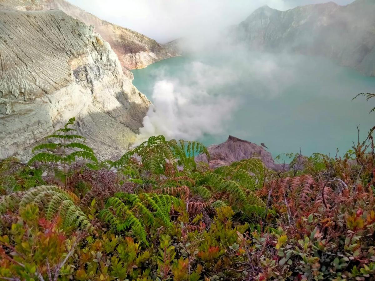Homestay Javalindra Homestay&banyuwangi Tour *