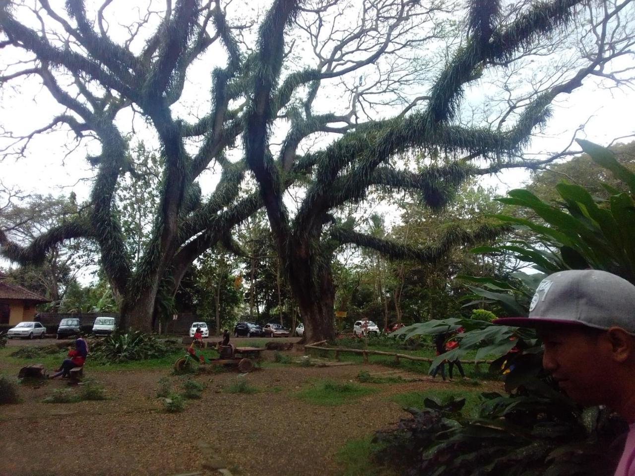 Javalindra Homestay&banyuwangi Tour *